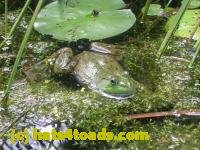 /home//u458753944/public_html/sourcegallery///////////////////Frogs/More bullfrogs/DSCN4292.JPG
